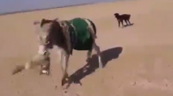 Eşeğe Saldıran Tilki Hayatının Hatasını Yaptı!
