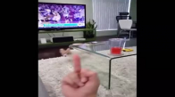 El Hareketi Çekildiğinde Çıldıran Sevimli Köpek