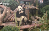 Yaramaz Yavrusunu Sevmeye Doyamayan Anne Panda
