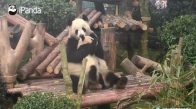 Yaramaz Yavrusunu Sevmeye Doyamayan Anne Panda