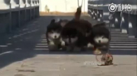 Zıplayan Köpekler