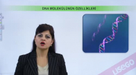 EBA BİYOLOJİ LİSE - NÜKLEİK ASİTLERİN KEŞFİ VE ÖNEMİ - DNA VE RNA - DNA