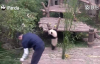 Bakıcısının İşini Engelleyen Yavru Panda