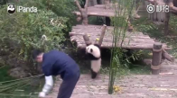 Bakıcısının İşini Engelleyen Yavru Panda