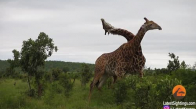 Boks Maçını Andıran Zürafa Kavgası