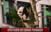Dünyanın En Sakar Pandası