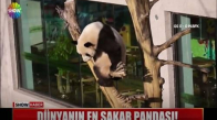 Dünyanın En Sakar Pandası