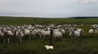 Meleyen Adamın Taklidini Yapan Koyunlar