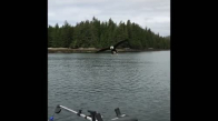 Kartalın Tekneden Balık Çalması