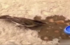 Sıcaklardan Bitkin Düşen Ve Suyla Hayata Döndürülen Kuşu Kapan Kedi