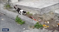 Kedilerin Mekanını Basan Cesur Fare