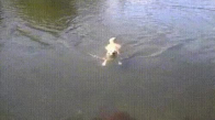 Ben Yüzme Bilmiyorum Ama Bu Köpek Çok İyi Be