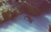 Köpek Balığının Kafasına Saplanmış Bıçağı Çıkartan Koca Yürekli Dalgıç