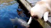 Balıkların Kafasını Okşayan Kedi
