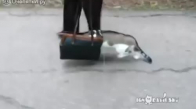 Kafasını Çantaya Sokarak Yürüyen Kedi