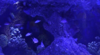 Sualtı  Balıkları Akdeniz Mağara Akvaryumları 