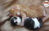 Birbirinden Tatlı Yavru Kediler