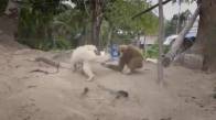Köpeği Çılgına Çeviren Maymun