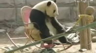 Sallanan Sandalye ve Panda