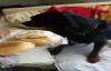 Ekmeği Yediği İçin Utanç Duyan Köpek