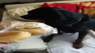 Ekmeği Yediği İçin Utanç Duyan Köpek