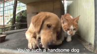 Kim Kedi Ve Köpeklerin En İyi Arkadaş Olamayacağını Söyler