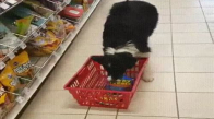 Köpeğimle Alışveriş Yapmak