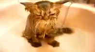 Banyo Yapmaktan Hoşlanmaya Kedi
