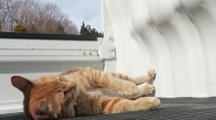 Yılın En İyi Kedi Videosu Seçildi