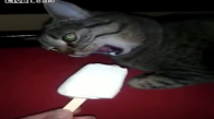 Dondurma Yalarken Beyni Donan Kedi