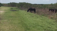 Florida Parkında Timsaha Saldıran At