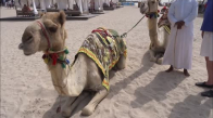 Dubai Plajlarında Deveye Binmek