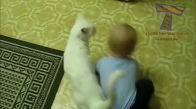 Birlikte Oynamak Komik Kediler Ve Bebekler - Sevimli Kedi