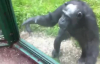 Şempanzenin Poşetteki İçeceği Israrla İstemesi