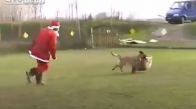 Noel Babanın Poşetini Çalan Köpek