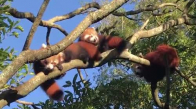 Kırmızı Renkli Üçüz Pandaların Sevimli Halleri
