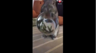 Yemeği Beğenmeyen Tavşan Bakın Ne Yapıyor