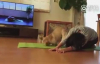 Yoga Yapan Köpek