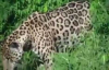 Tek Hamlede Timsah Avlayan Jaguar