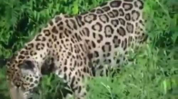 Tek Hamlede Timsah Avlayan Jaguar