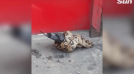 Londra Sokaklarında Güvercin Avlayan Boğa Yılanı