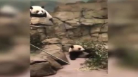 Anne Pandanın Yavrusuna Kafa Atıp Düşürmesi