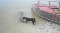 Tek Başına Kendinden Büyük Balık Yakalayın Köpek