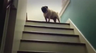 Köpeğin Komik Merdiven Çıkması