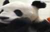 Şapur Şupur Havuç Yiyen Panda