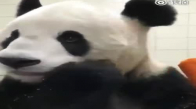 Şapur Şupur Havuç Yiyen Panda