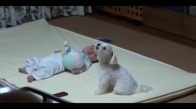 Bebeği Bağırarak Susturan Köpek