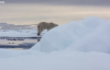 Kutup Ayısı Fok Balığı Avında - The Hunt