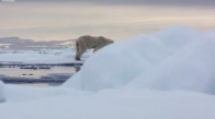 Kutup Ayısı Fok Balığı Avında - The Hunt