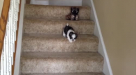 Shih Tzu Yavrularının Merdivenle İmtihanı